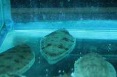 画像3: 【淡水魚】【通販】大きめ アジア淡水カレイ【１匹 サンプル画像】(±10cm)(生体)(熱帯魚)NK (3)