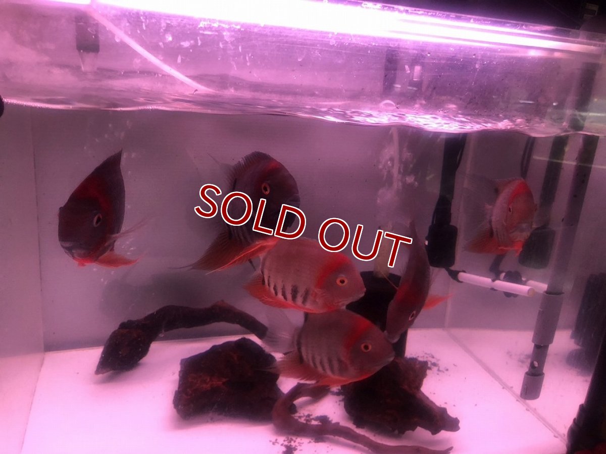 画像1: 【淡水魚】【通販】爆安 レッドセベラム【１匹 サンプル画像】(±4cm)(大型魚)(生体)(熱帯魚)NKO (1)