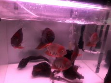 画像1: 【淡水魚】【通販】激安 レッドセベラム【１匹 サンプル画像】(±4cm)(大型魚)(生体)(熱帯魚)NKO (1)