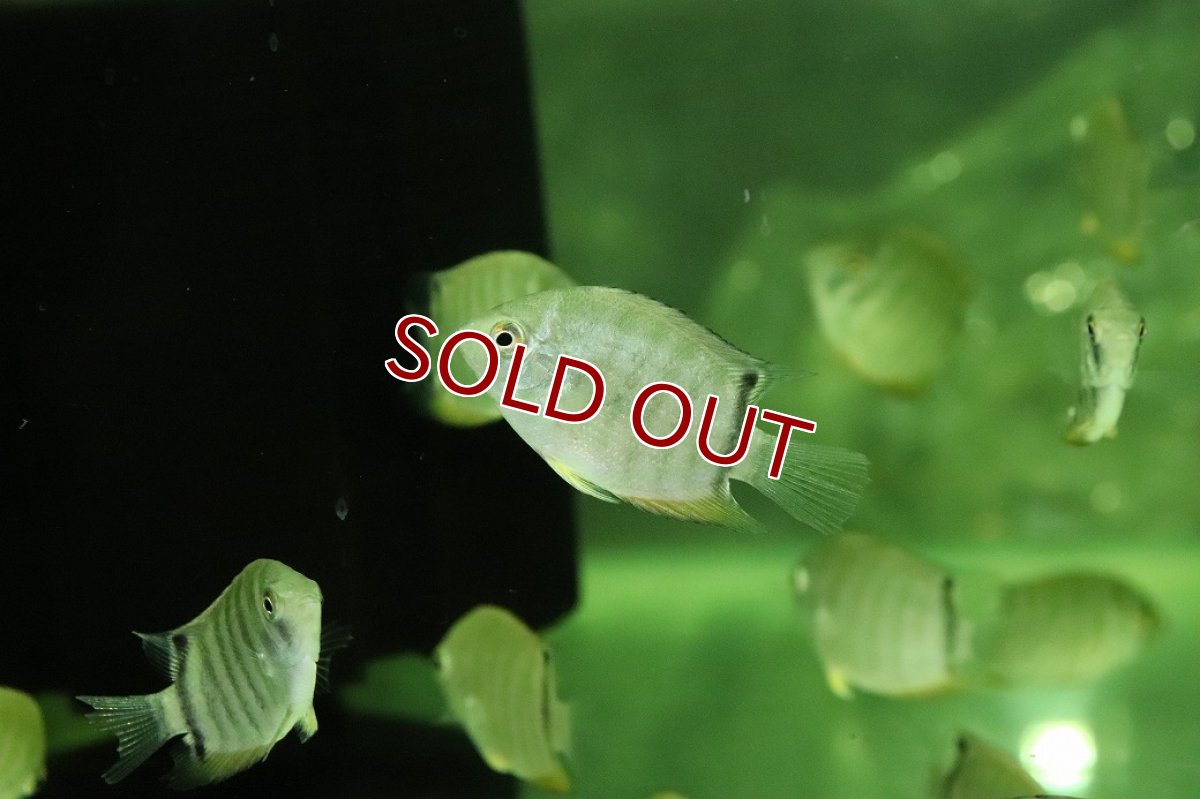画像2: 【淡水魚】【通販】爆安 レッドセベラム【１匹 サンプル画像】(±4cm)(大型魚)(生体)(熱帯魚)NKO (2)