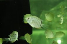 画像2: 【淡水魚】【通販】激安 レッドセベラム【１匹 サンプル画像】(±4cm)(大型魚)(生体)(熱帯魚)NKO (2)