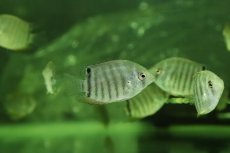 画像4: 【淡水魚】【通販】激安 レッドセベラム【１匹 サンプル画像】(±4cm)(大型魚)(生体)(熱帯魚)NKO (4)