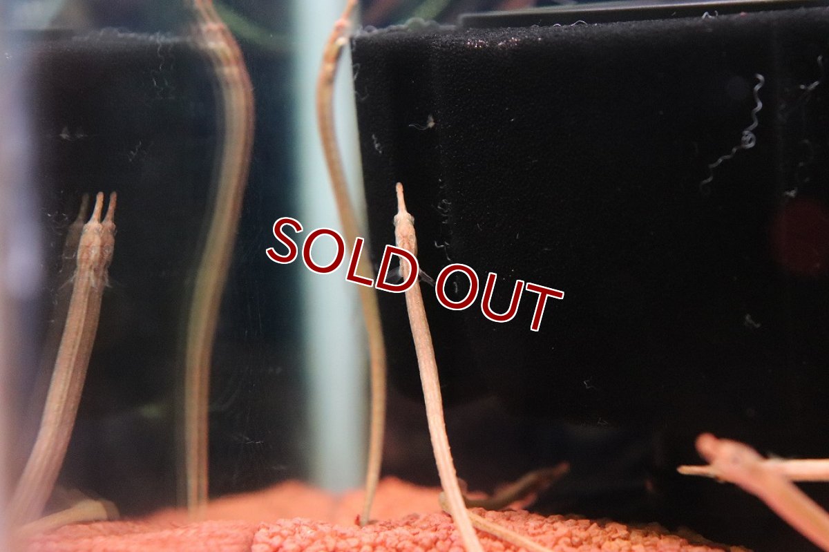 画像2: 【淡水魚】【通販】バーヘッドパイプフィッシュ(イッセンヨウジ)【１匹 サンプル画像】(生体)(熱帯魚)NK (2)