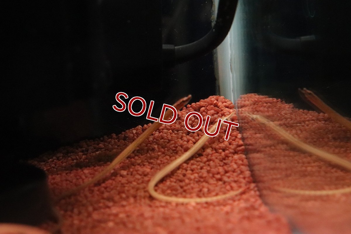 画像3: 【淡水魚】【通販】バーヘッドパイプフィッシュ(イッセンヨウジ)【１匹 サンプル画像】(生体)(熱帯魚)NK (3)