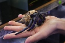 画像1: 【淡水魚】【通販】大きい Lサイズ オカヤドカリ【１匹 サンプル画像】(ヤドカリ)(生体)(熱帯魚)NK (1)
