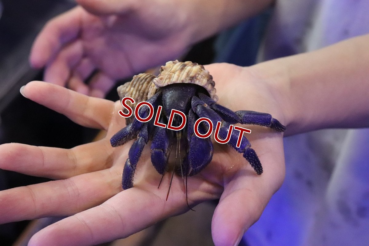 画像2: 【淡水魚】【通販】大きい Lサイズ オカヤドカリ【１匹 サンプル画像】(ヤドカリ)(生体)(熱帯魚)NK (2)