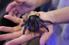 画像2: 【淡水魚】【通販】大きい Lサイズ オカヤドカリ【１匹 サンプル画像】(ヤドカリ)(生体)(熱帯魚)NK (2)