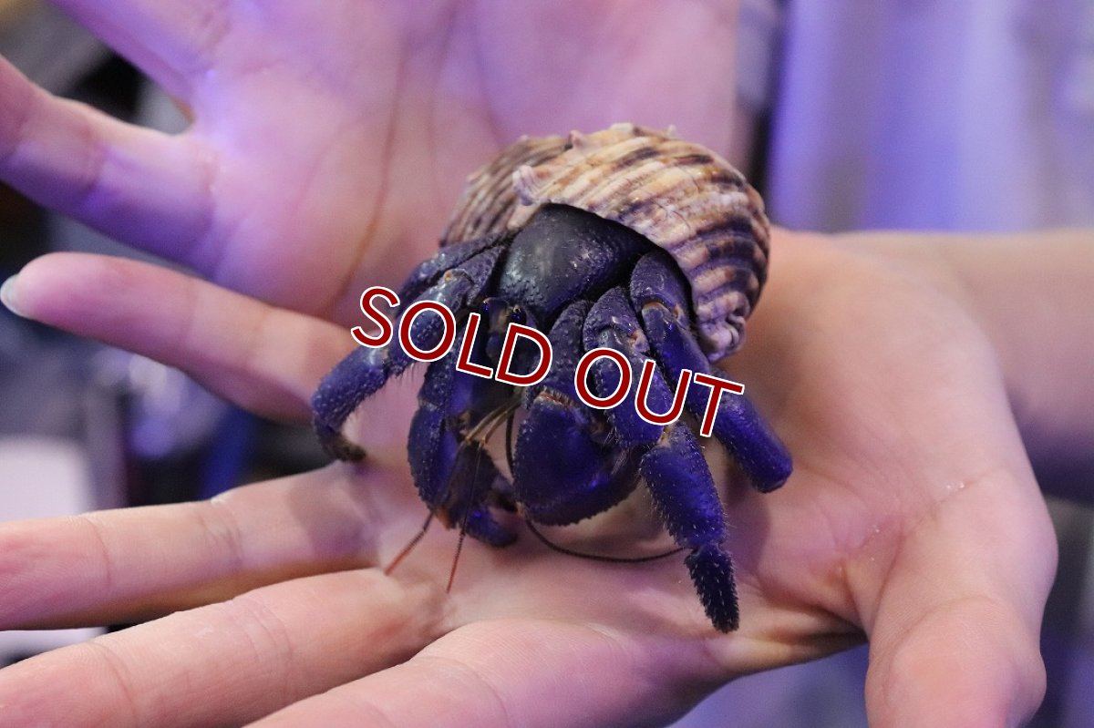 画像3: 【淡水魚】【通販】大きい Lサイズ オカヤドカリ【１匹 サンプル画像】(ヤドカリ)(生体)(熱帯魚)NK (3)