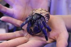 画像3: 【淡水魚】【通販】大きい Lサイズ オカヤドカリ【１匹 サンプル画像】(ヤドカリ)(生体)(熱帯魚)NK (3)