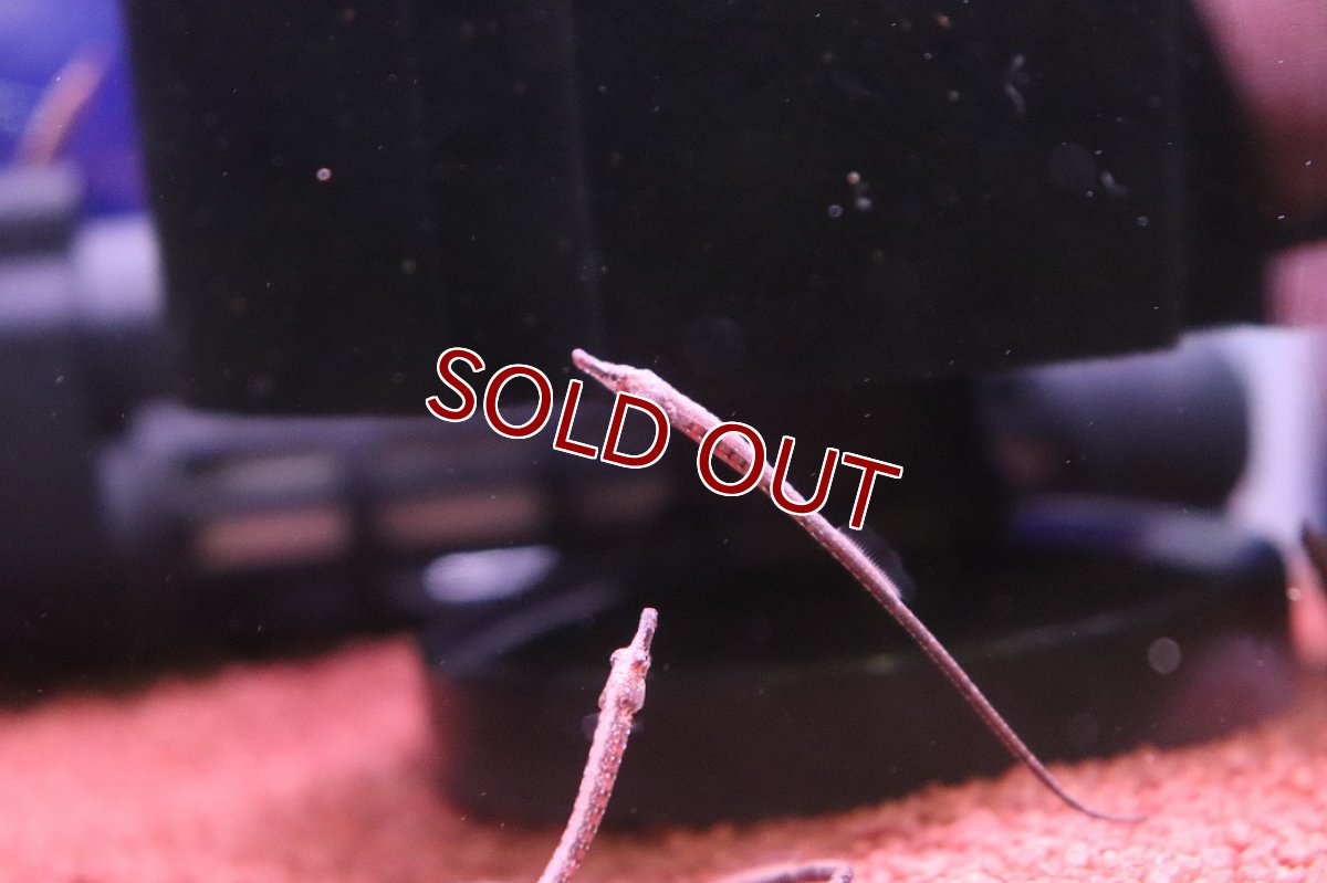画像1: 【淡水魚】【通販】特価 国産ブリード アフリカンピグミーパイプフィッシュ【１匹 サンプル画像】(生体)(熱帯魚)NK (1)