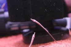 画像1: 【淡水魚】【通販】特価 国産ブリード アフリカンピグミーパイプフィッシュ【１匹 サンプル画像】(生体)(熱帯魚)NK (1)