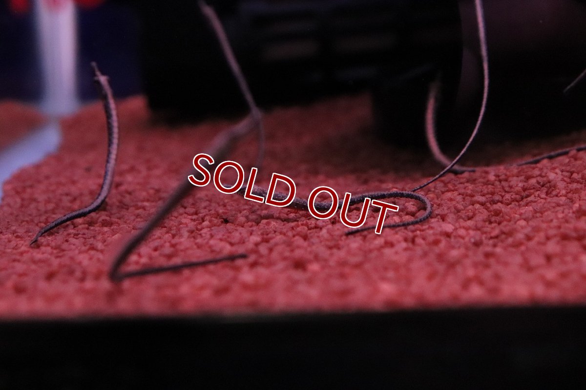 画像2: 【淡水魚】【通販】特価 国産ブリード アフリカンピグミーパイプフィッシュ【１匹 サンプル画像】(生体)(熱帯魚)NK (2)