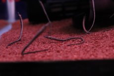 画像2: 【淡水魚】【通販】特価 国産ブリード アフリカンピグミーパイプフィッシュ【１匹 サンプル画像】(生体)(熱帯魚)NK (2)