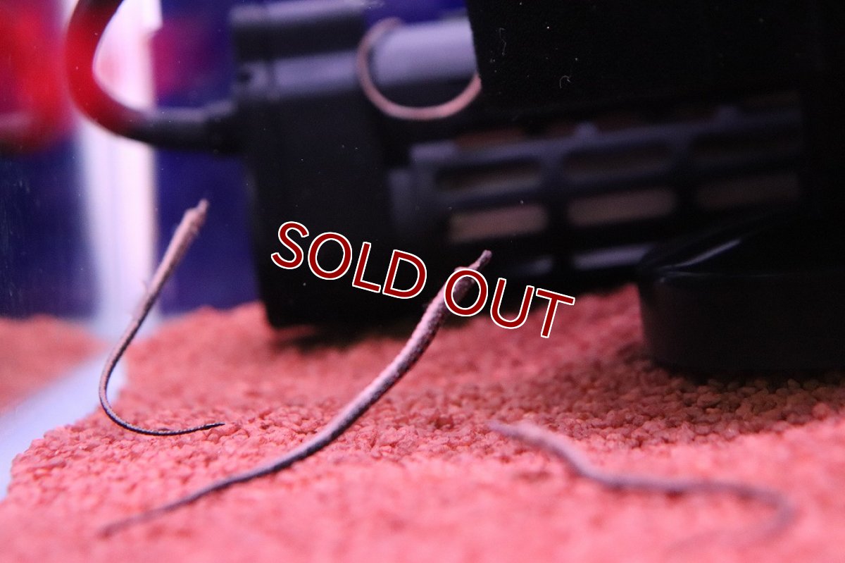 画像3: 【淡水魚】【通販】特価 国産ブリード アフリカンピグミーパイプフィッシュ【１匹 サンプル画像】(生体)(熱帯魚)NK (3)