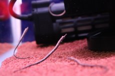画像3: 【淡水魚】【通販】特価 国産ブリード アフリカンピグミーパイプフィッシュ【１匹 サンプル画像】(生体)(熱帯魚)NK (3)