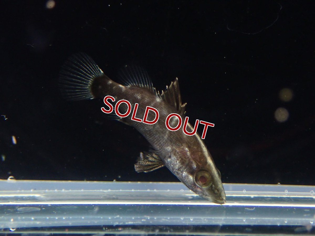 画像1: 【淡水魚】【通販】希少 ベビーサイズ アカメ【１匹 サンプル画像】(±2cm)(大型魚)(生体)(熱帯魚)NKO (1)