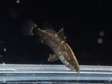画像1: 【淡水魚】【通販】希少 ベビーサイズ アカメ【１匹 サンプル画像】(±2cm)(大型魚)(生体)(熱帯魚)NKO (1)