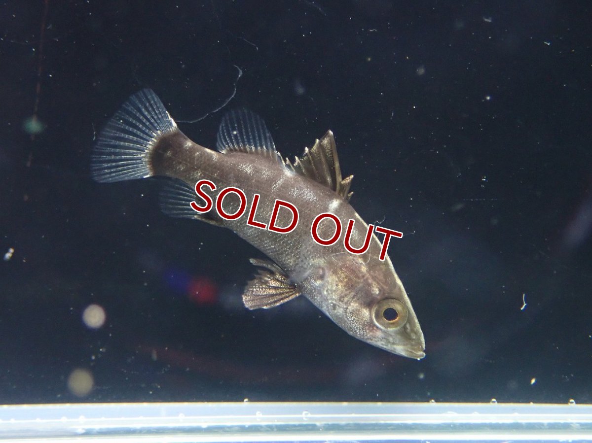 画像2: 【淡水魚】【通販】希少 ベビーサイズ アカメ【１匹 サンプル画像】(±2cm)(大型魚)(生体)(熱帯魚)NKO (2)