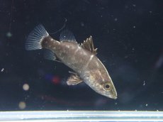 画像2: 【淡水魚】【通販】希少 ベビーサイズ アカメ【１匹 サンプル画像】(±2cm)(大型魚)(生体)(熱帯魚)NKO (2)