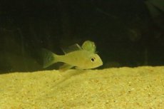 画像1: 【淡水魚】【通販】ゲオファーガス sp ウルブー ウルブー産 ワイルド【１匹 サンプル画像】(±6cm)(大型魚)(生体)(熱帯魚)NKO (1)