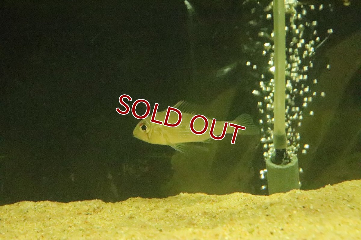 画像2: 【淡水魚】【通販】ゲオファーガス sp ウルブー ウルブー産 ワイルド【１匹 サンプル画像】(±6cm)(大型魚)(生体)(熱帯魚)NKO (2)