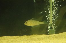 画像2: 【淡水魚】【通販】ゲオファーガス sp ウルブー ウルブー産 ワイルド【１匹 サンプル画像】(±6cm)(大型魚)(生体)(熱帯魚)NKO (2)