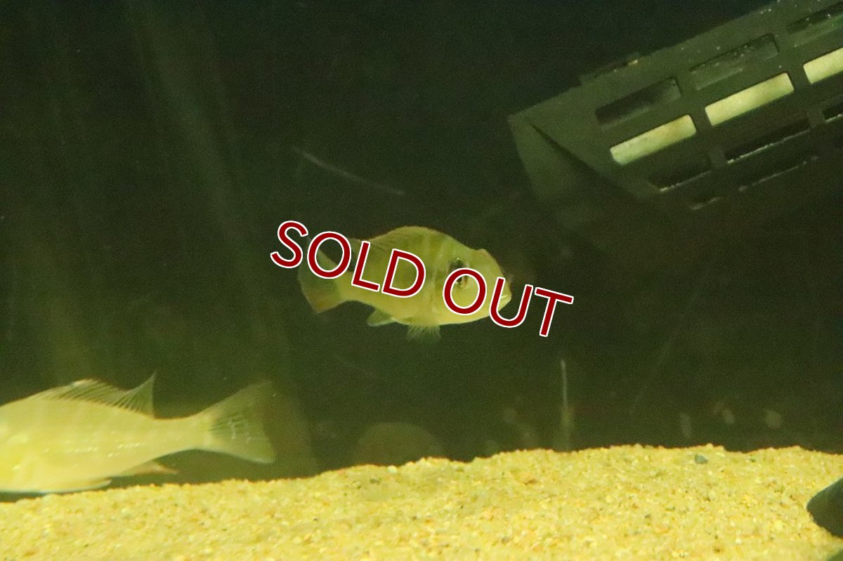 画像3: 【淡水魚】【通販】ゲオファーガス sp ウルブー ウルブー産 ワイルド【１匹 サンプル画像】(±6cm)(大型魚)(生体)(熱帯魚)NKO (3)