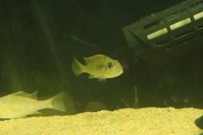 画像3: 【淡水魚】【通販】ゲオファーガス sp ウルブー ウルブー産 ワイルド【１匹 サンプル画像】(±6cm)(大型魚)(生体)(熱帯魚)NKO (3)