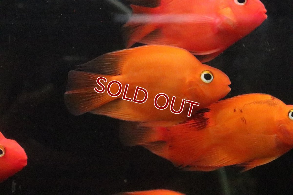 画像1: 【淡水魚】【通販】大特価 ブロードパロット【１匹 サンプル画像】(大型魚)(生体)(熱帯魚)NKO (1)