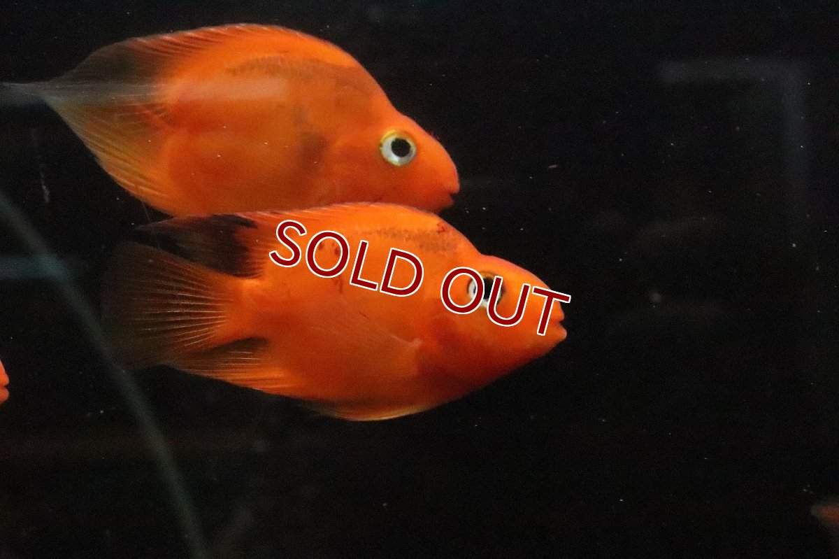 画像2: 【淡水魚】【通販】大特価 ブロードパロット【１匹 サンプル画像】(大型魚)(生体)(熱帯魚)NKO (2)