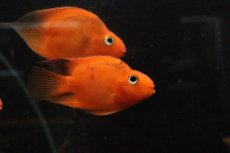 画像2: 【淡水魚】【通販】大特価 ブロードパロット【１匹 サンプル画像】(大型魚)(生体)(熱帯魚)NKO (2)
