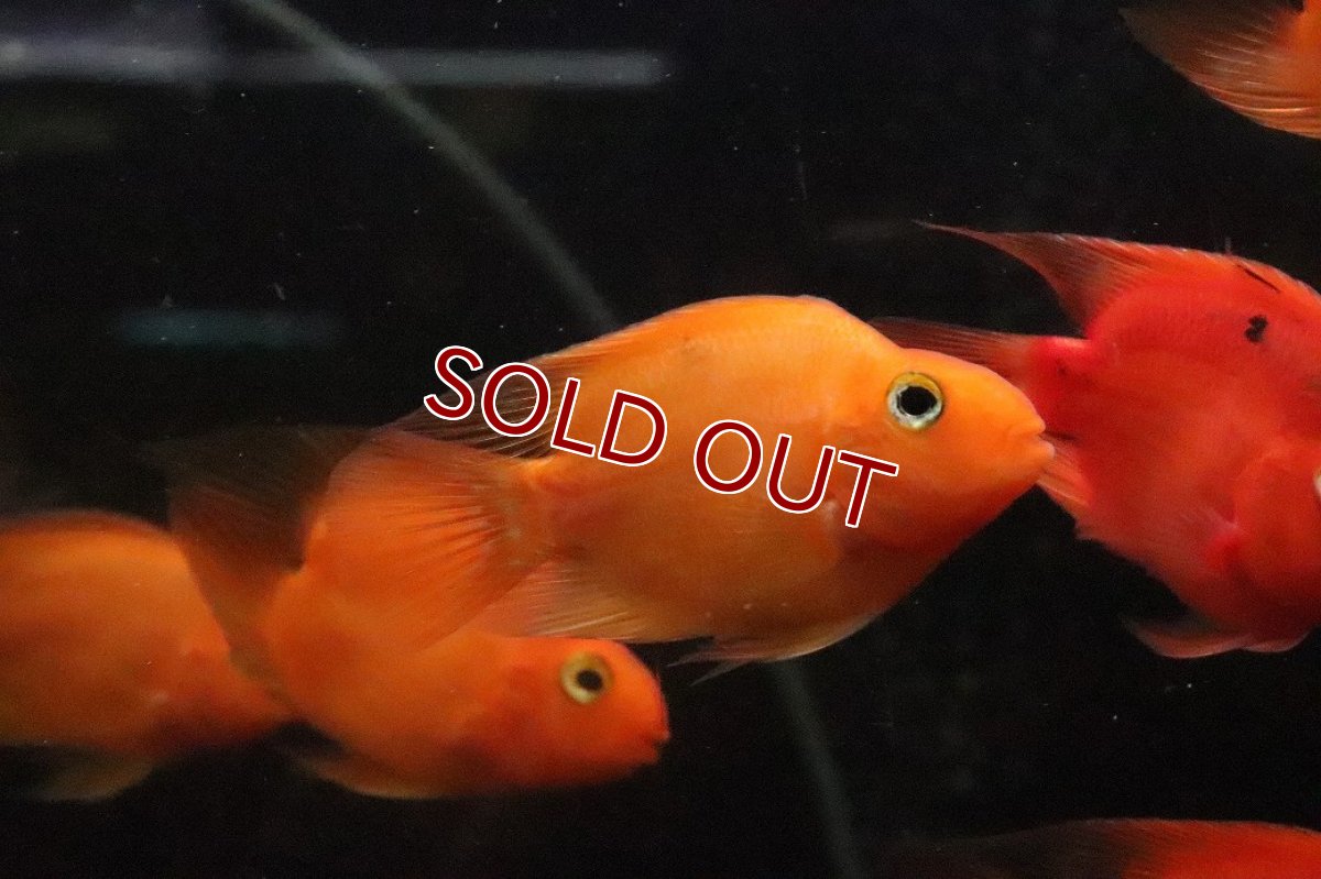 画像3: 【淡水魚】【通販】大特価 ブロードパロット【１匹 サンプル画像】(大型魚)(生体)(熱帯魚)NKO (3)