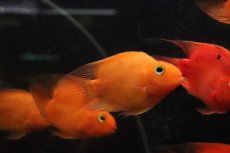 画像3: 【淡水魚】【通販】大特価 ブロードパロット【１匹 サンプル画像】(大型魚)(生体)(熱帯魚)NKO (3)