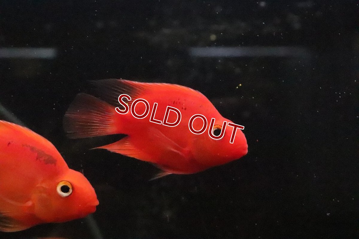 画像1: 【淡水魚】【通販】大特価 パープルレッドパロット【１匹 サンプル画像】(大型魚)(生体)(熱帯魚)NKO (1)