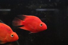 画像1: 【淡水魚】【通販】大特価 パープルレッドパロット【１匹 サンプル画像】(大型魚)(生体)(熱帯魚)NKO (1)