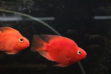 画像2: 【淡水魚】【通販】大特価 パープルレッドパロット【１匹 サンプル画像】(大型魚)(生体)(熱帯魚)NKO (2)