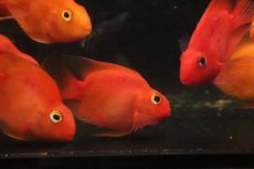 画像3: 【淡水魚】【通販】大特価 パープルレッドパロット【１匹 サンプル画像】(大型魚)(生体)(熱帯魚)NKO (3)