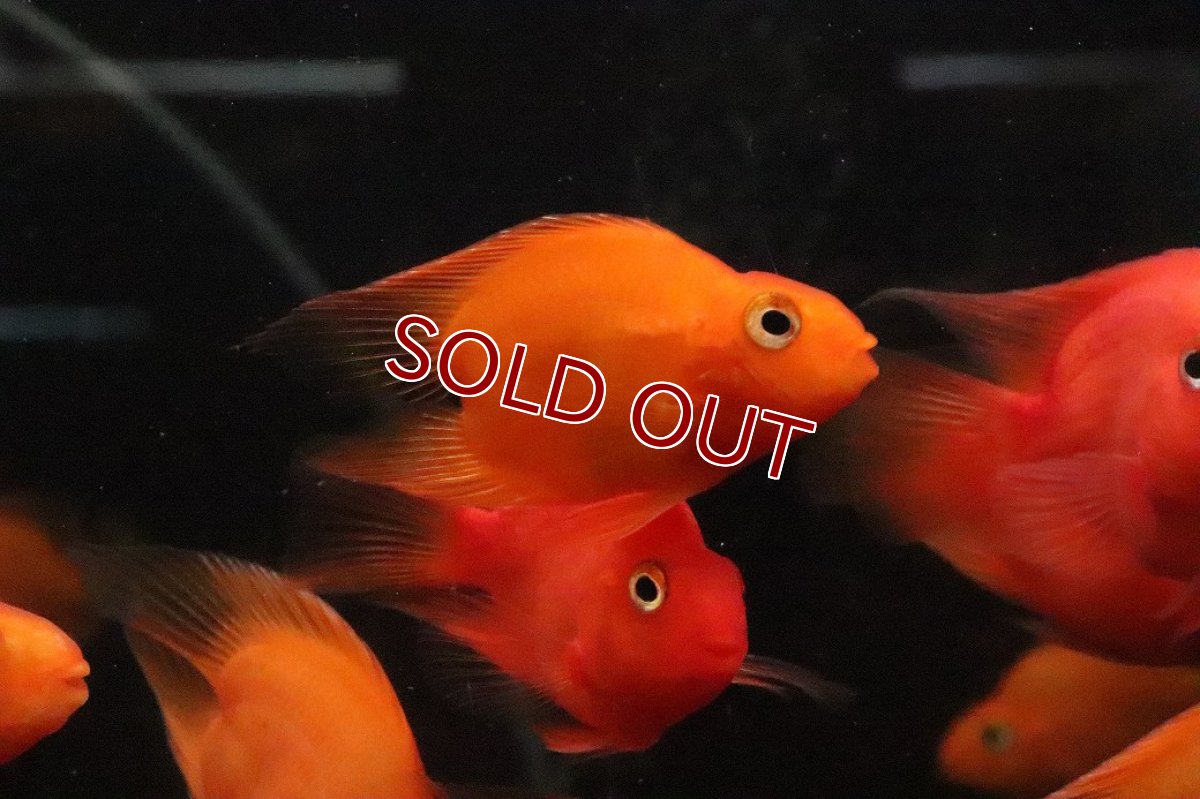 画像1: 【淡水魚】【通販】大特価 ハートテールレッドパロット【１匹 サンプル画像】(大型魚)(生体)(熱帯魚)NKO (1)