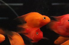 画像1: 【淡水魚】【通販】大特価 ハートテールレッドパロット【１匹 サンプル画像】(大型魚)(生体)(熱帯魚)NKO (1)