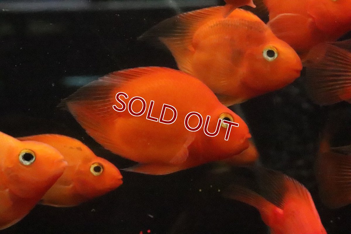 画像2: 【淡水魚】【通販】大特価 ハートテールレッドパロット【１匹 サンプル画像】(大型魚)(生体)(熱帯魚)NKO (2)