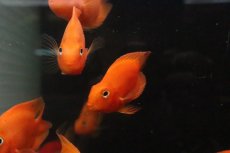 画像3: 【淡水魚】【通販】大特価 ハートテールレッドパロット【１匹 サンプル画像】(大型魚)(生体)(熱帯魚)NKO (3)
