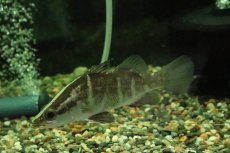 画像1: 【淡水魚】【通販】完全淡水管理 人工飼料OK 大きい アカメ【１匹 サンプル画像】（±14-15cm）(大型魚)(生体)(熱帯魚)NKO (1)