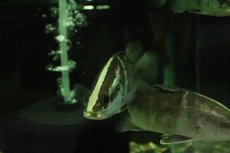 画像2: 【淡水魚】【通販】完全淡水管理 人工飼料OK 大きい アカメ【１匹 サンプル画像】（±14-15cm）(大型魚)(生体)(熱帯魚)NKO (2)