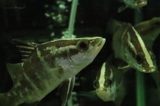 画像3: 【淡水魚】【通販】完全淡水管理 人工飼料OK 大きい アカメ【１匹 サンプル画像】（±14-15cm）(大型魚)(生体)(熱帯魚)NKO (3)
