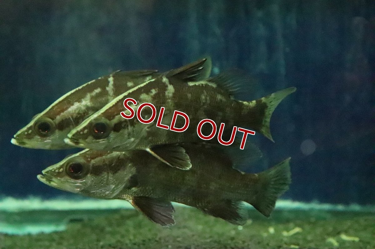 画像1: 【淡水魚】【通販】完全淡水管理 人工飼料OK 大きめ アカメ【１匹 サンプル画像】（±11-12cm）(大型魚)(生体)(熱帯魚)NKO (1)