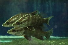 画像1: 【淡水魚】【通販】完全淡水管理 人工飼料OK 大きめ アカメ【１匹 サンプル画像】（±11-12cm）(大型魚)(生体)(熱帯魚)NKO (1)