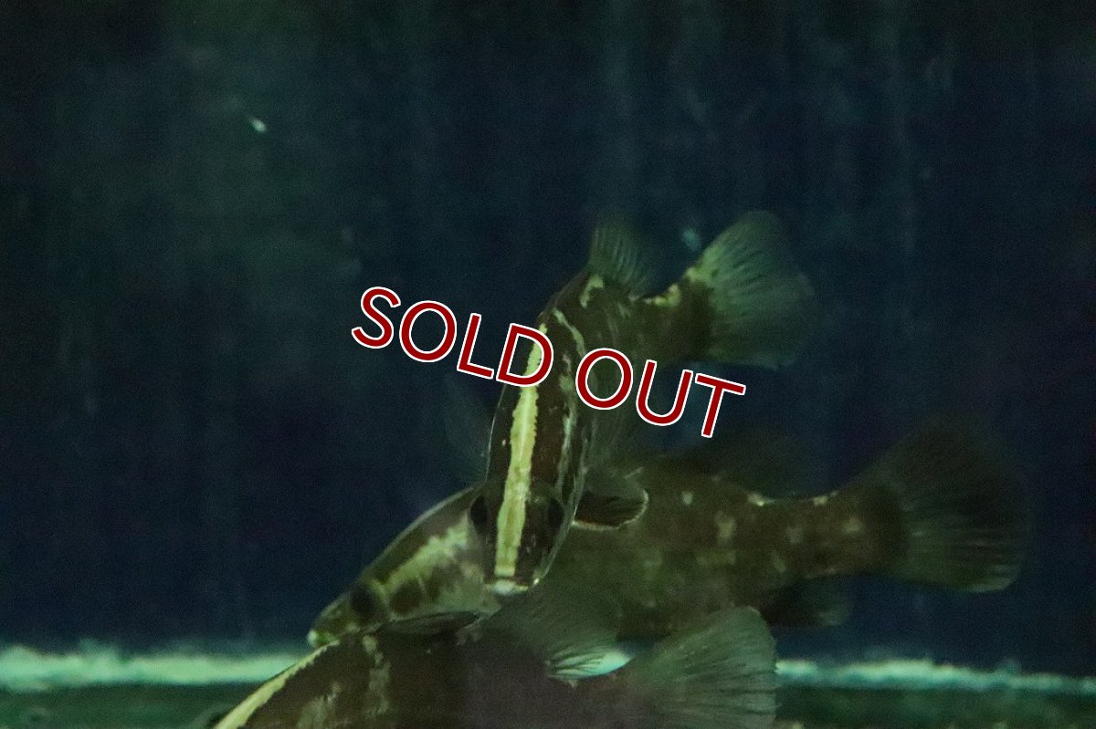 画像2: 【淡水魚】【通販】完全淡水管理 人工飼料OK 大きめ アカメ【１匹 サンプル画像】（±11-12cm）(大型魚)(生体)(熱帯魚)NKO (2)