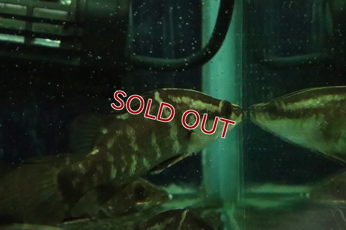 画像3: 【淡水魚】【通販】完全淡水管理 人工飼料OK 大きめ アカメ【１匹 サンプル画像】（±11-12cm）(大型魚)(生体)(熱帯魚)NKO (3)