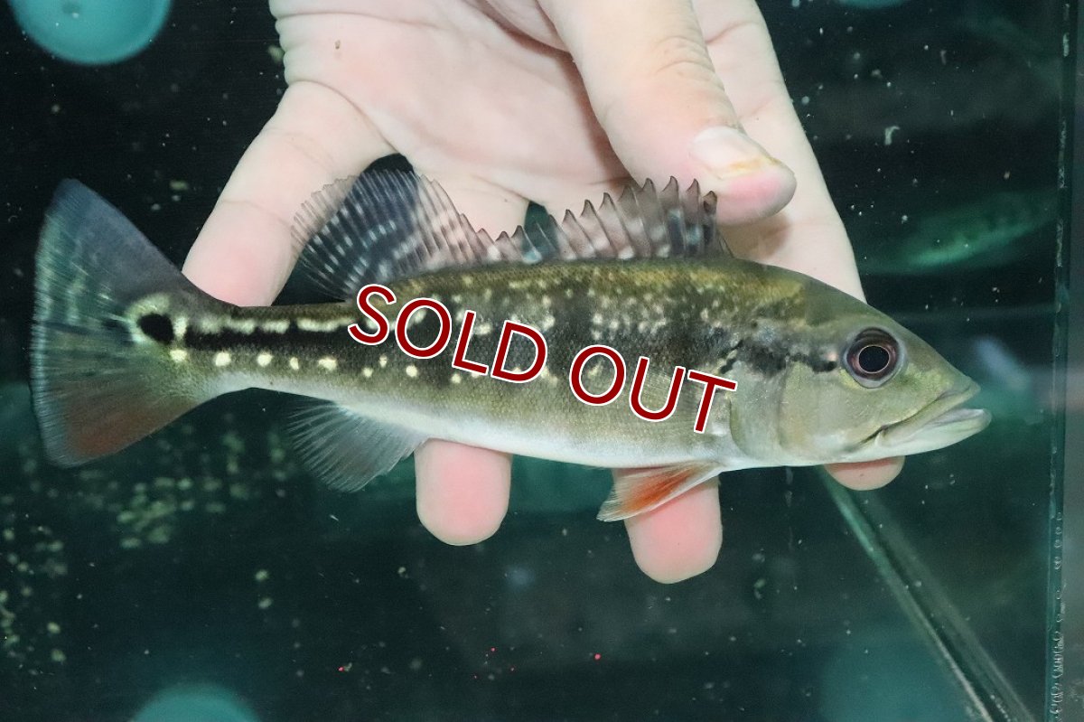 画像1: 【淡水魚】【通販】大きめ 人工飼料Ok キクラ インターメディア【１匹 サンプル画像】(±14-15cm)(大型魚)(生体)(熱帯魚)NKO (1)