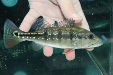 画像1: 【淡水魚】【通販】大きめ 人工飼料Ok キクラ インターメディア【１匹 サンプル画像】(±14-15cm)(大型魚)(生体)(熱帯魚)NKO (1)